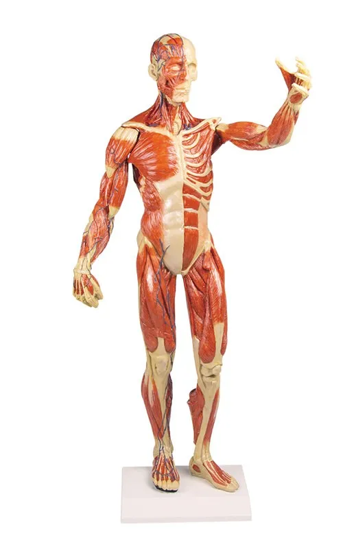 Muskelfigur, 1/3 natürliche Größe Muskelfigur, 1/3 natürliche Größe