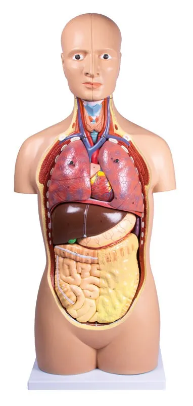 Torso, geschlechtslos Torso, geschlechtslos