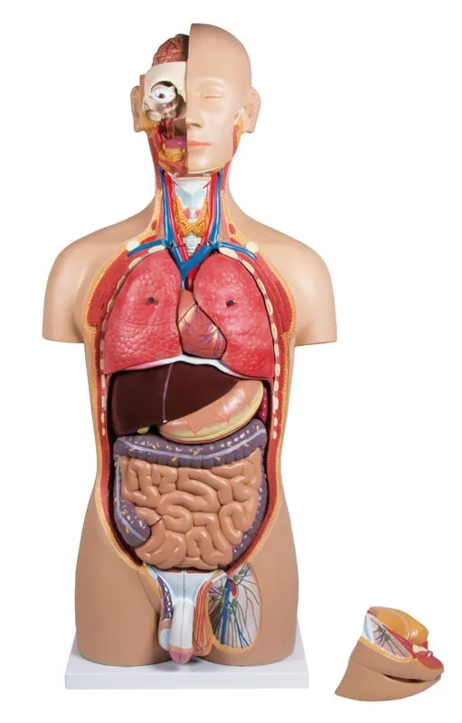 Torso mit geöffnetem Rücken, zweigeschlechtlich Torso mit geöffnetem Rücken, zweigeschlechtlich