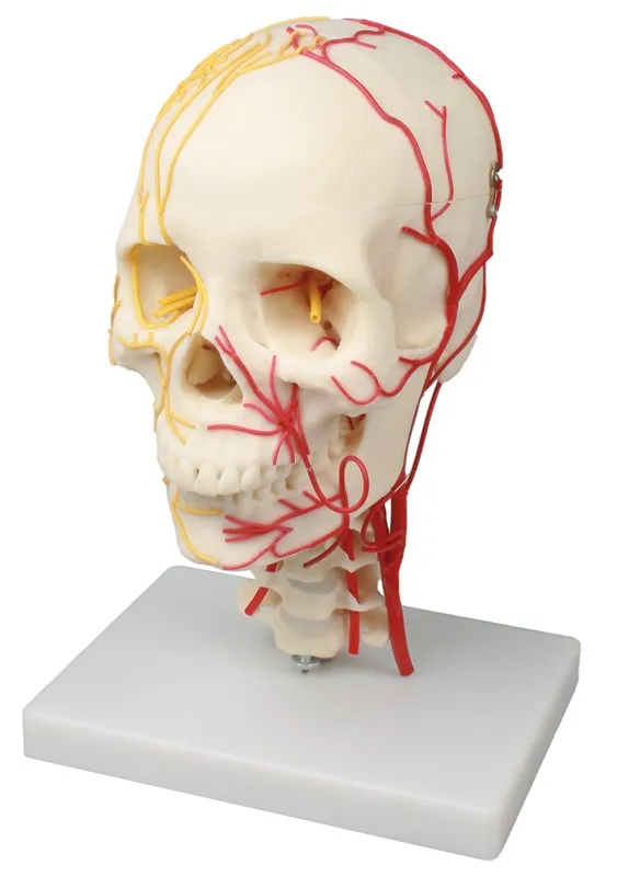 Neurovasculärer Schädel Neurovasculärer Schädel