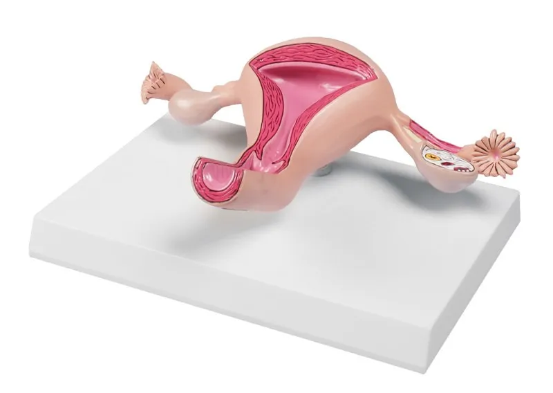 Uterusmodell Uterusmodell