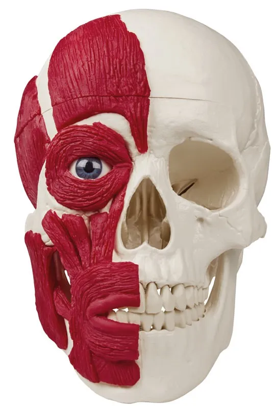 Schädelmodell mit Muskulatur Schädelmodell mit Muskulatur