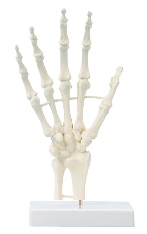 Handskelett Handskelett