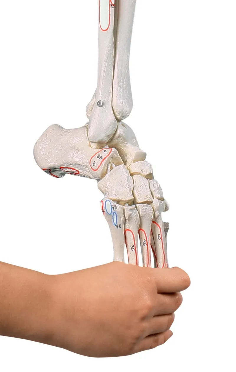 Beinskelett mit Beckenhälfte und flexiblem Fuß, mit Muskelmarkierungen Beinskelett mit Beckenhälfte und flexiblem Fuß, mit Muskelmarkierungen
