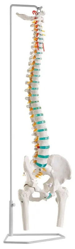 Flexible Wirbelsäule mit Oberschenkelstümpfen Flexible Wirbelsäule mit Oberschenkelstümpfen