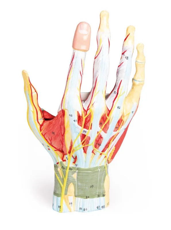 Anatomie der Hand, 7-teilig Anatomie der Hand, 7-teilig