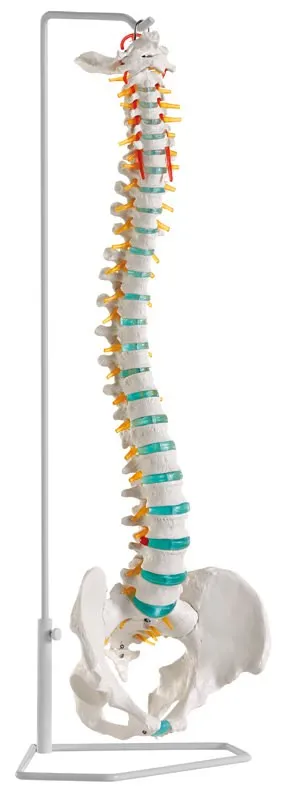 Flexible Wirbelsäule Flexible Wirbelsäule