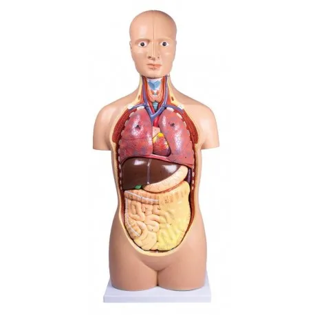 Torso, geschlechtslos, 12 Teile Torso, geschlechtslos, 12 Teile