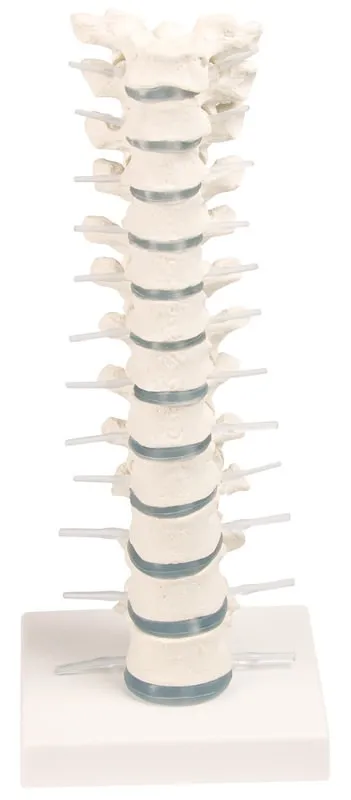 Brustwirbelsäule mit Stativ Brustwirbelsäule mit Stativ