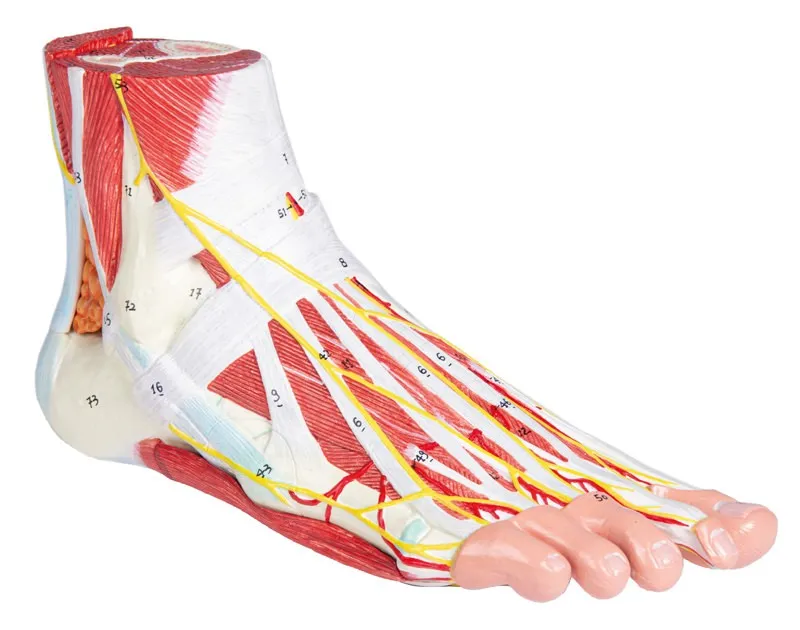 Anatomie des Fußes, 9-teilig Anatomie des Fußes, 9-teilig