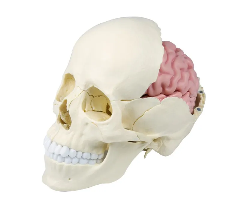 Osteopathie-Schädelmodell, Anatomische Ausführung Osteopathie-Schädelmodell, Anatomische Ausführung