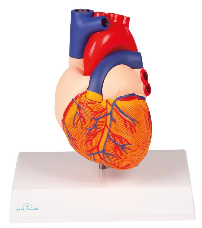 Anatomische Modelle