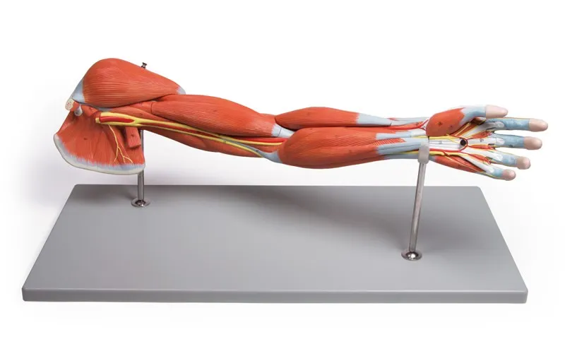 Armmuskulatur, 7-teilig Armmuskulatur, 7-teilig